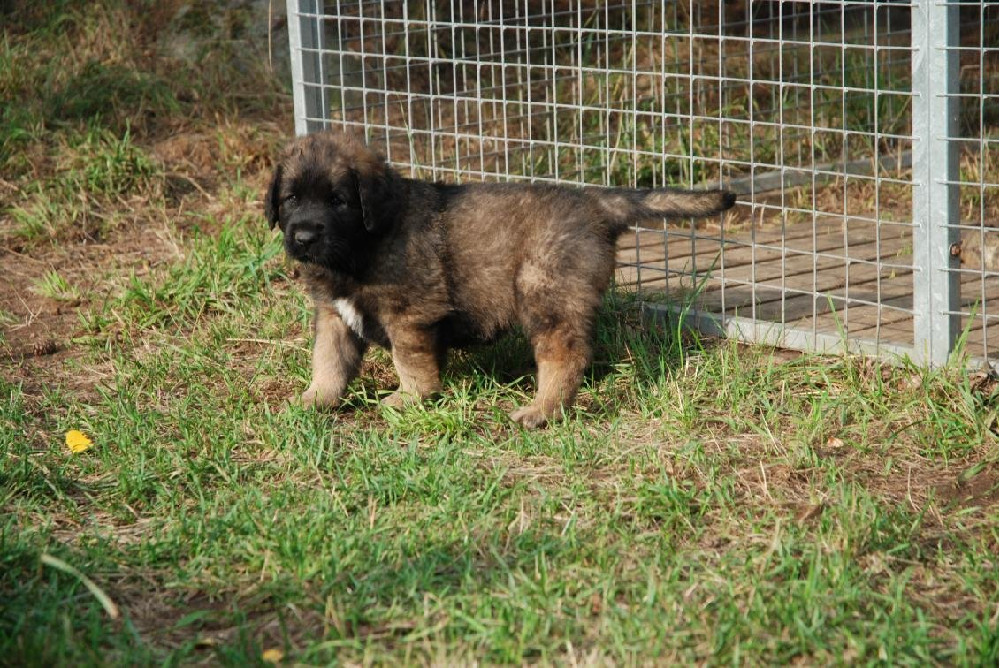 Leonberger