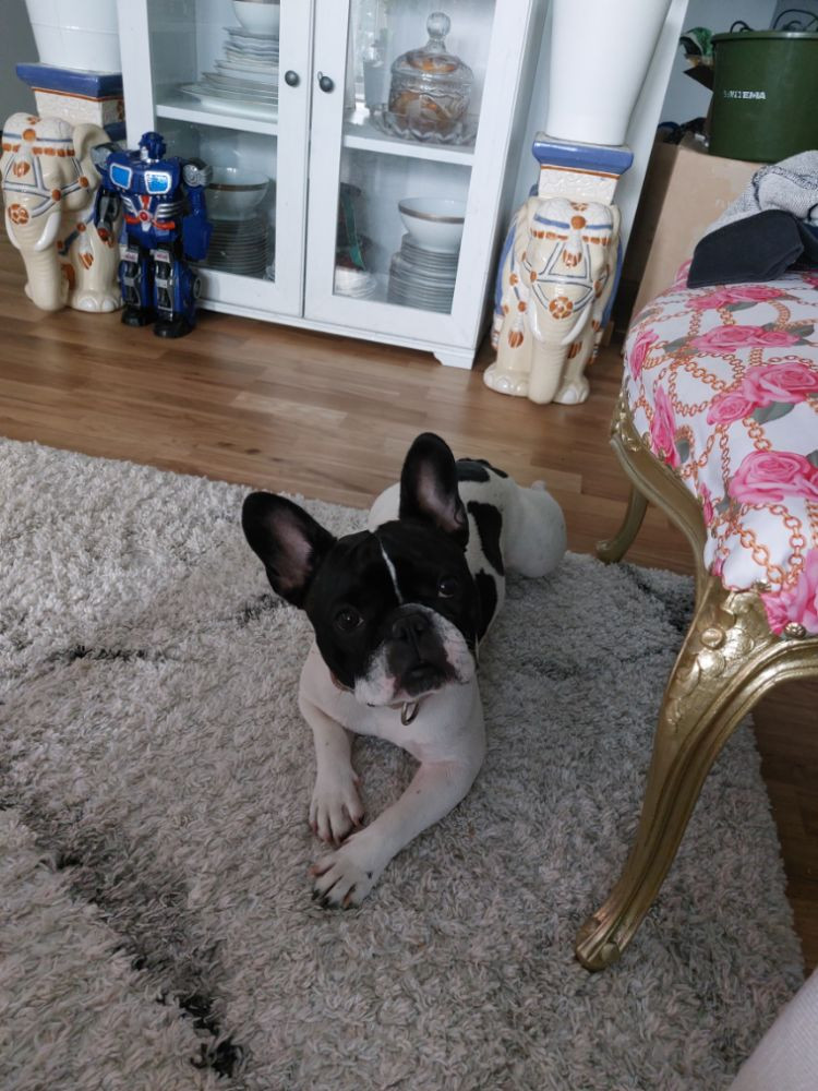 French Bulldog