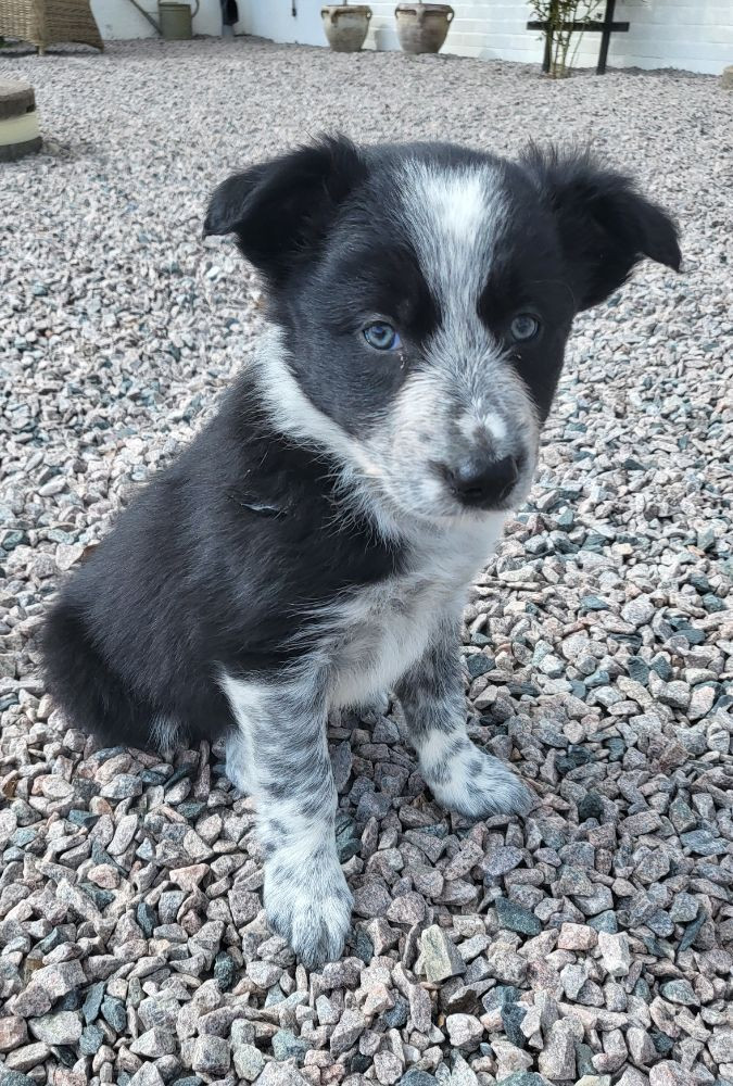 Border collie
