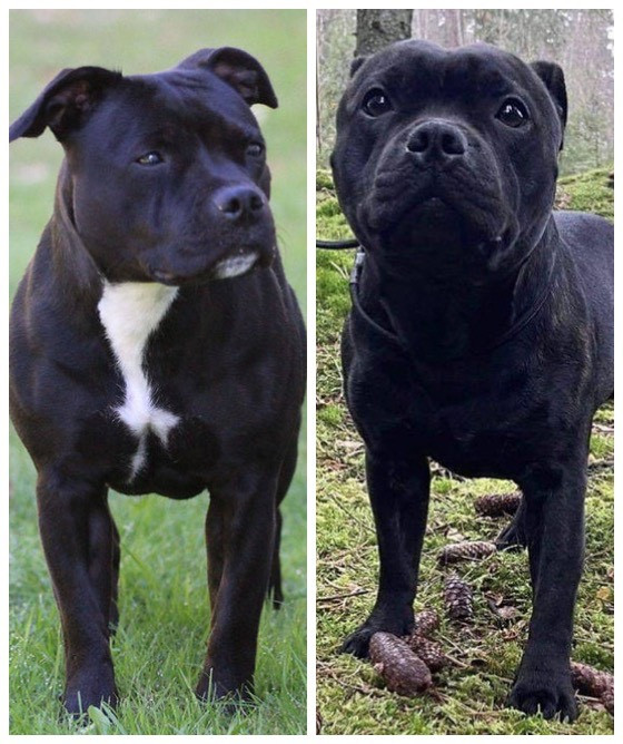 Staffordshire Bull Terrier