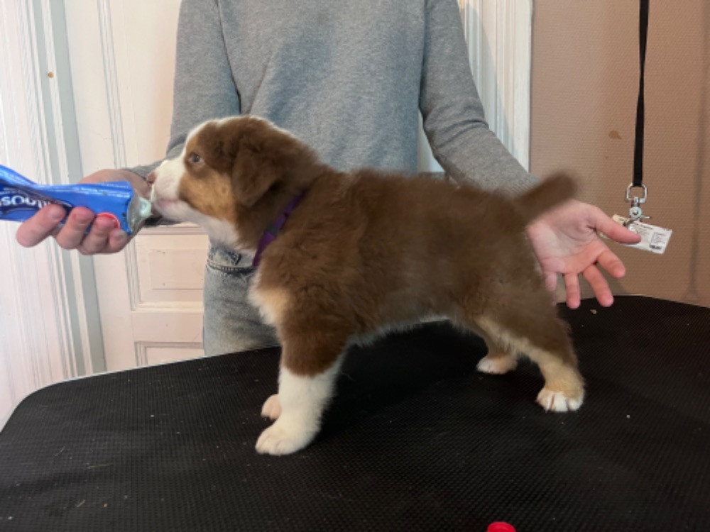 Australian Shepherd