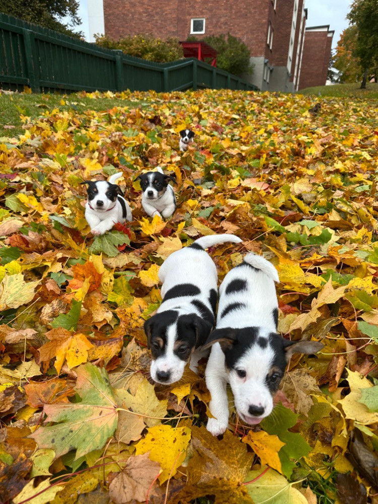 Jack Russell Terrier