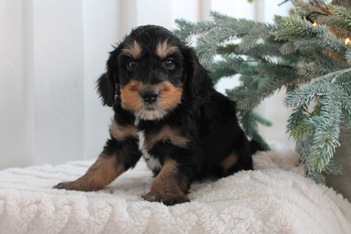 Aussiedoodle Mini