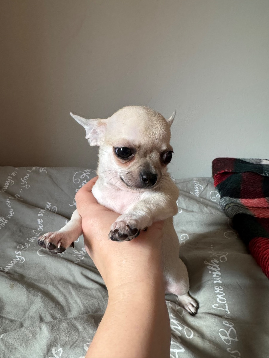 Chihuahua