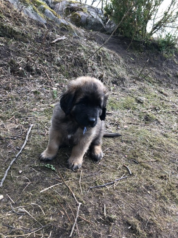 Leonberger