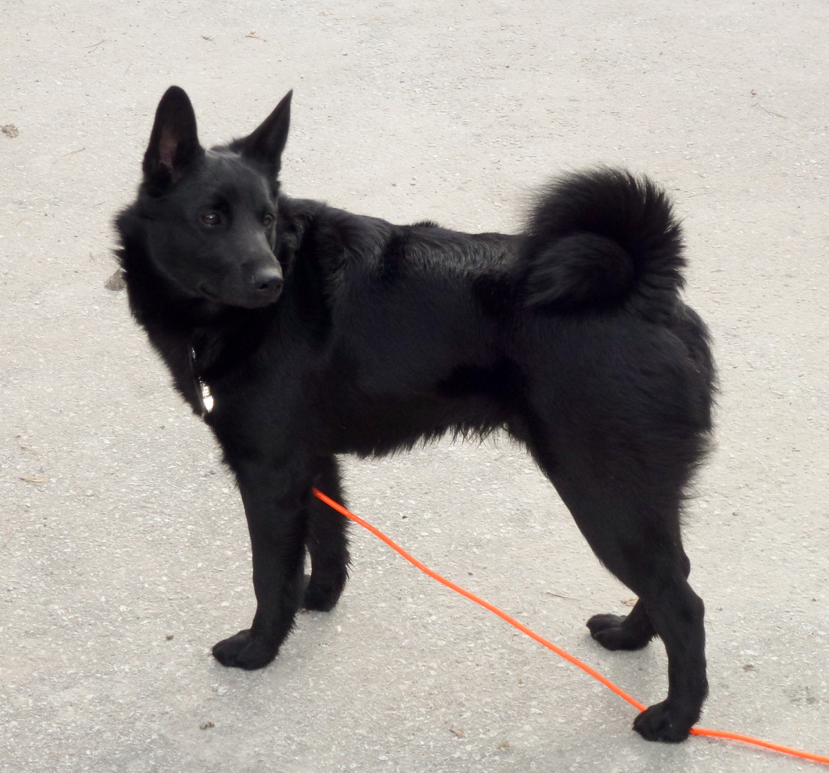 Norwegian Elkhound, Black