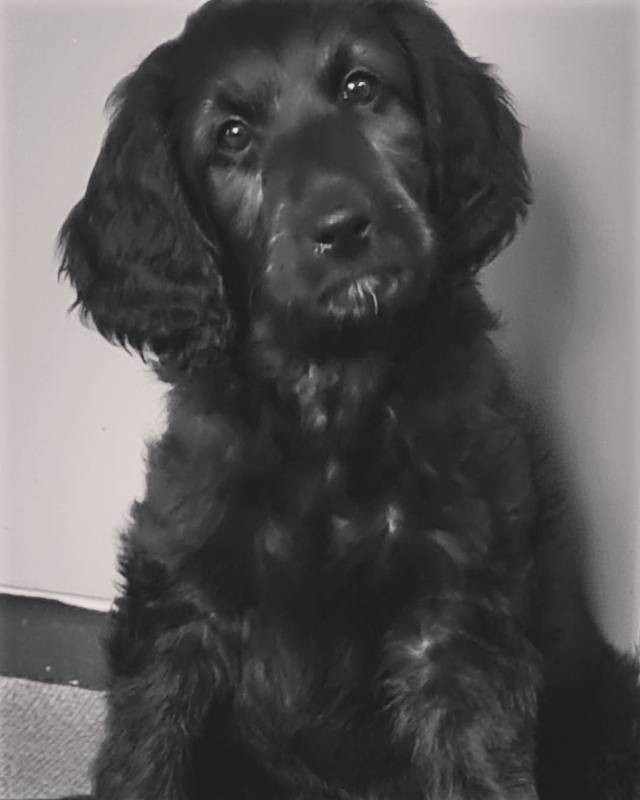 Lyckornaslabradoodle