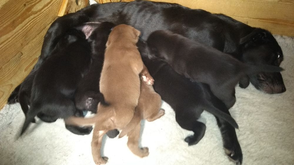 Labrador Retriever