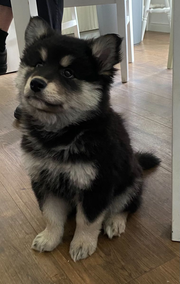 Lappliisa