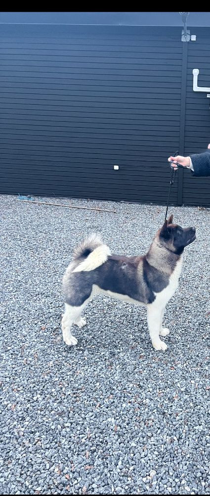Huses Akita