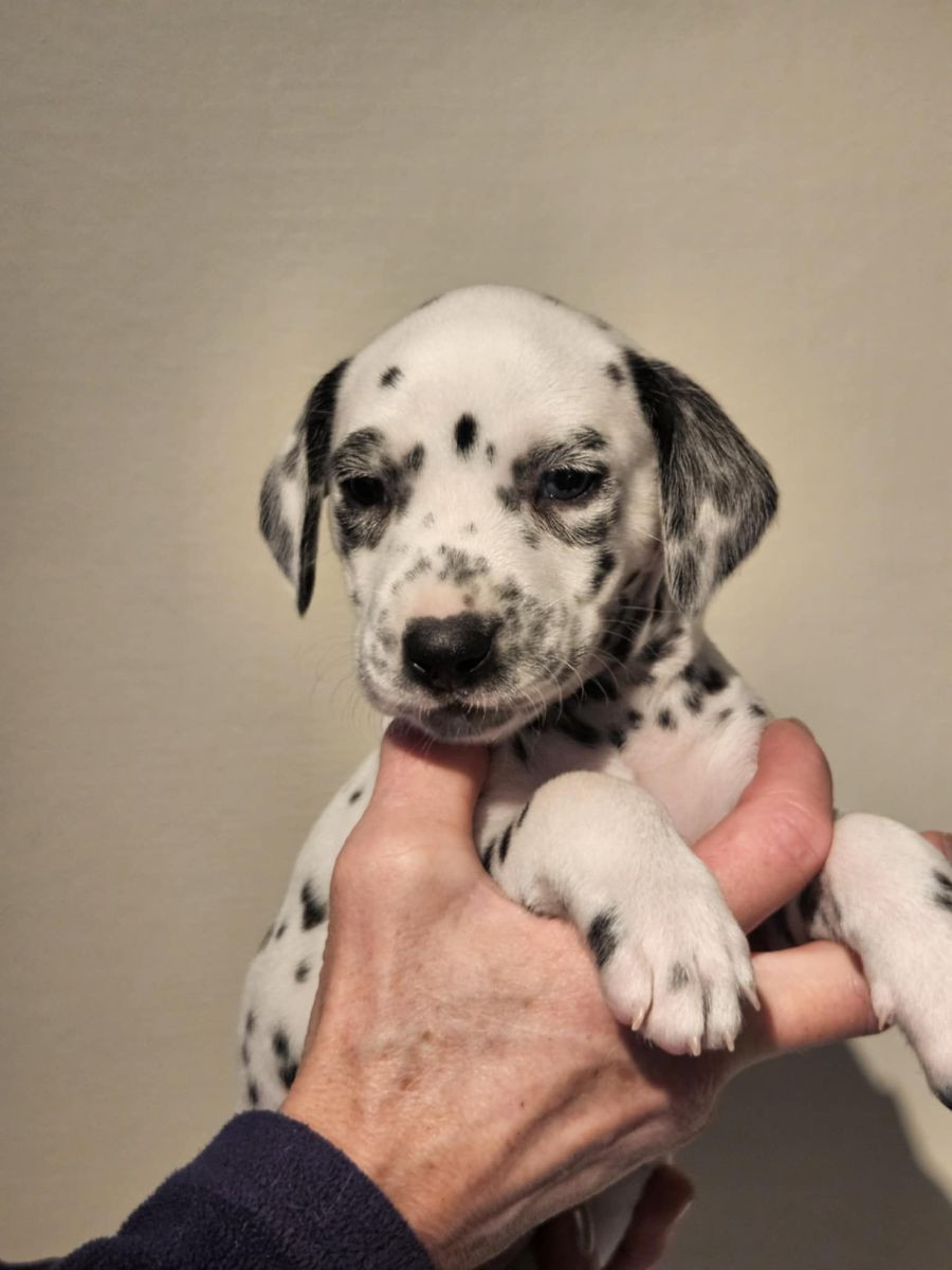 Bestspots First Rigoletto