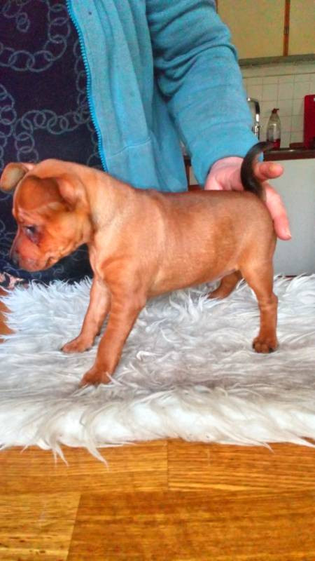 Dvergpinscher