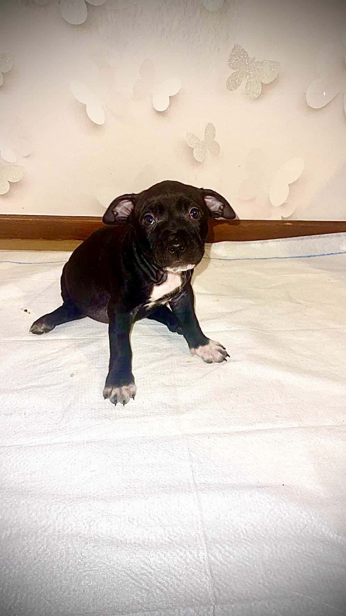 Pitbull · 2025-10-06 · Trelleborg · Daria M.