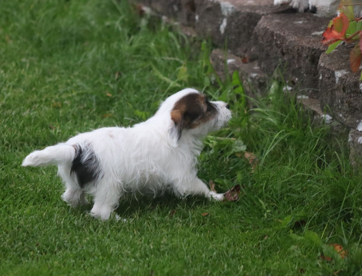 Jack russell terrier