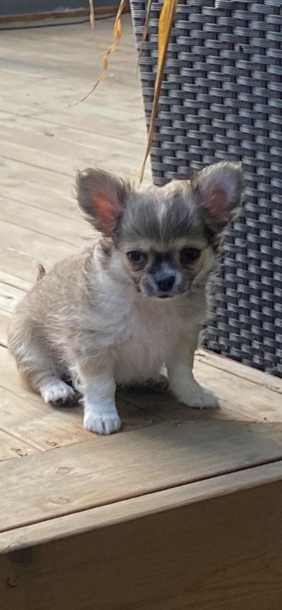 Chihuahua