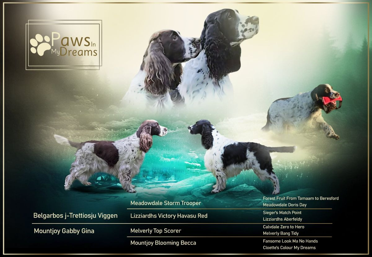 English Springer Spaniel