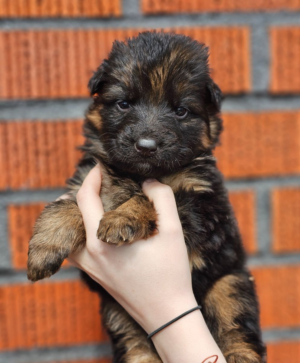 Schæferhund