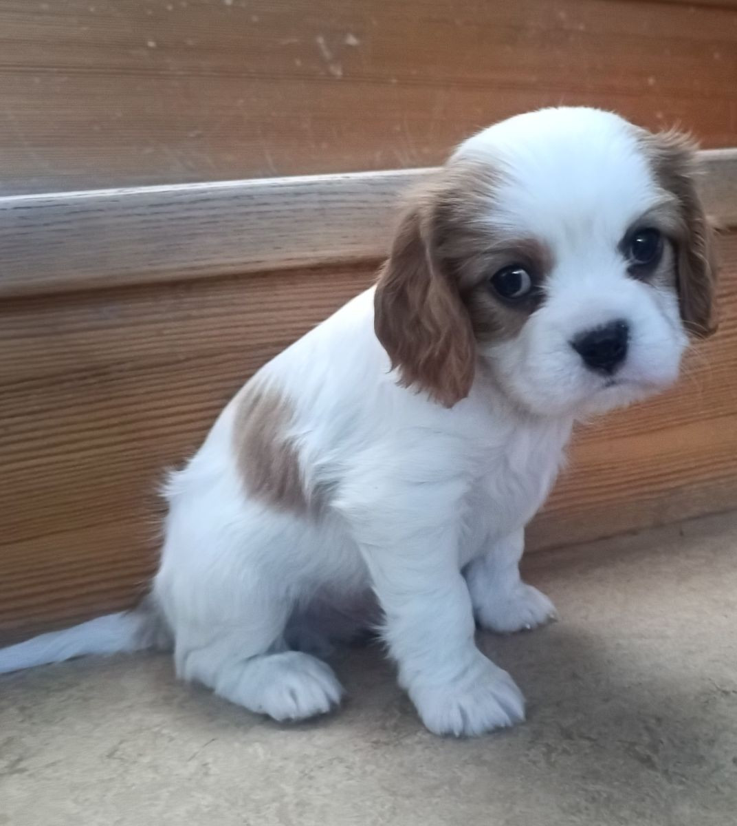 Cavalier King Charles Spaniel