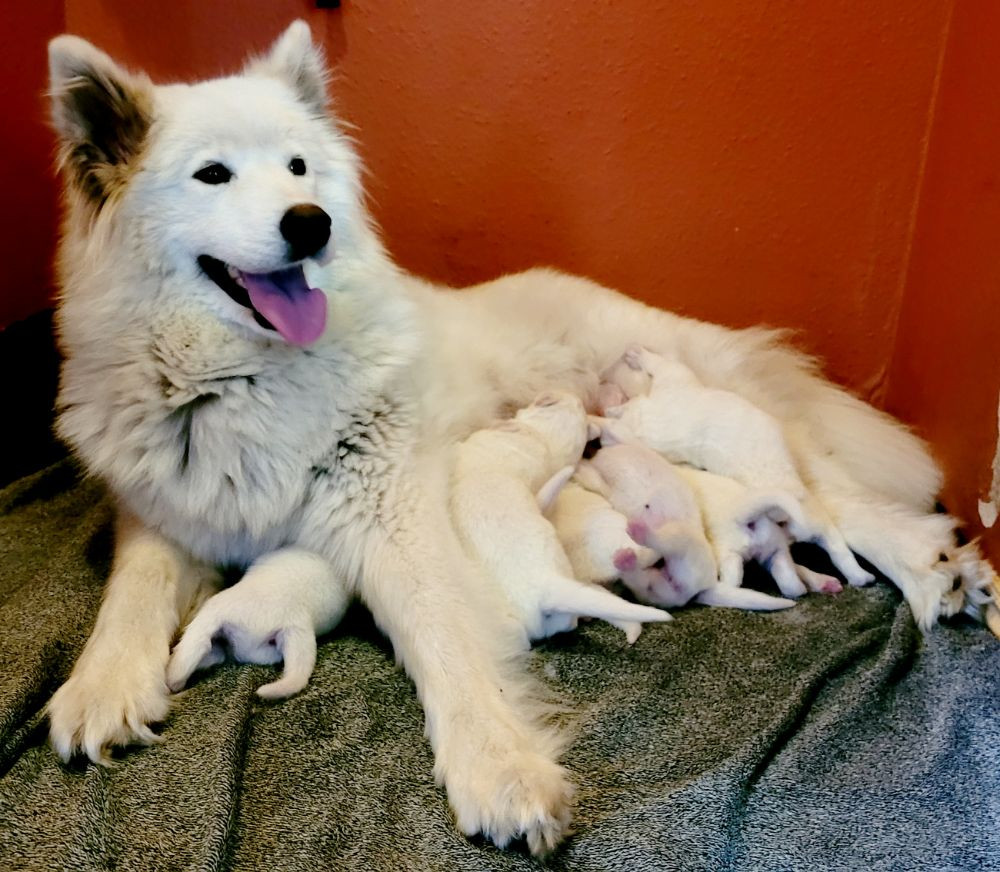 Snowvalley Canines