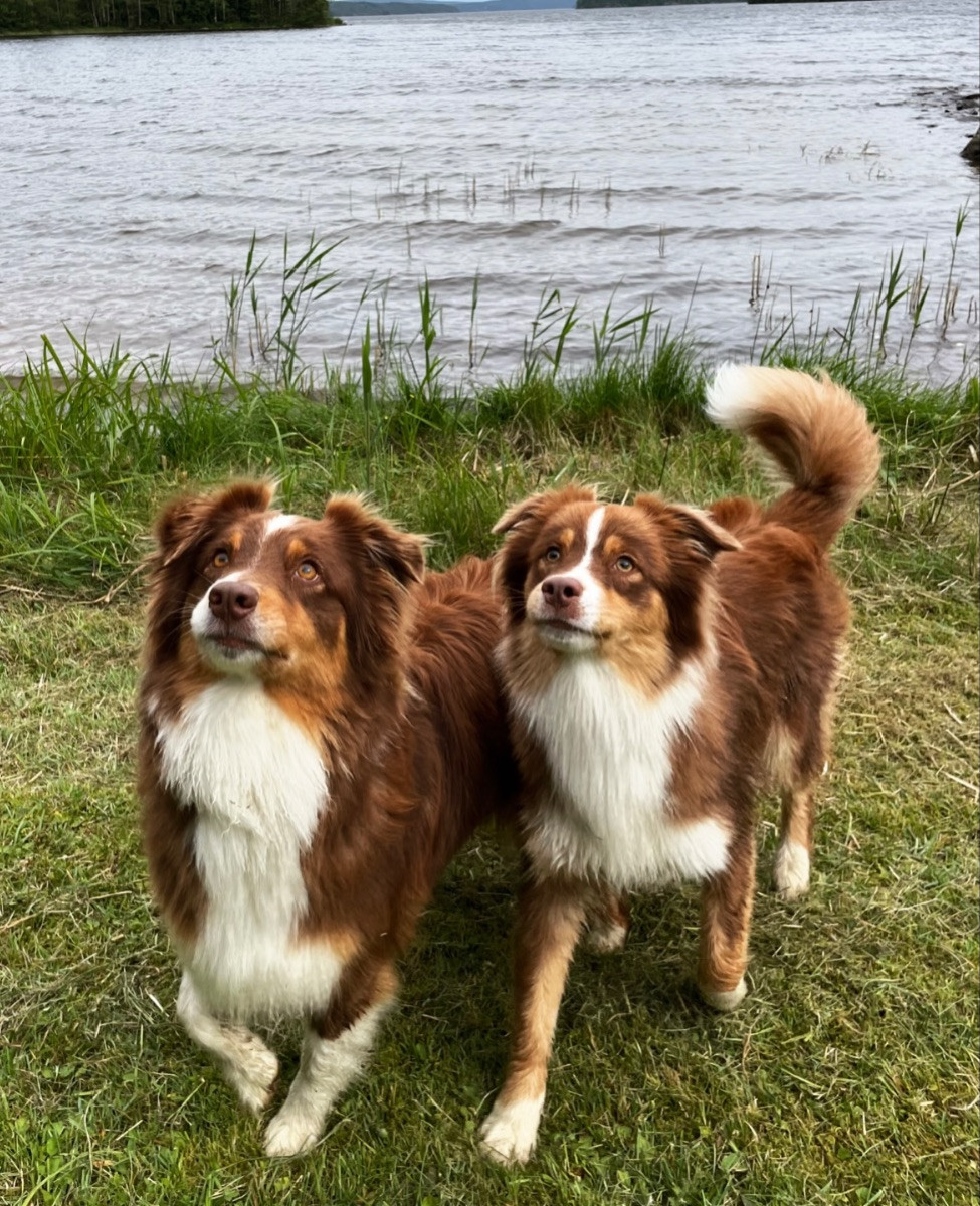 Meldans Aussie