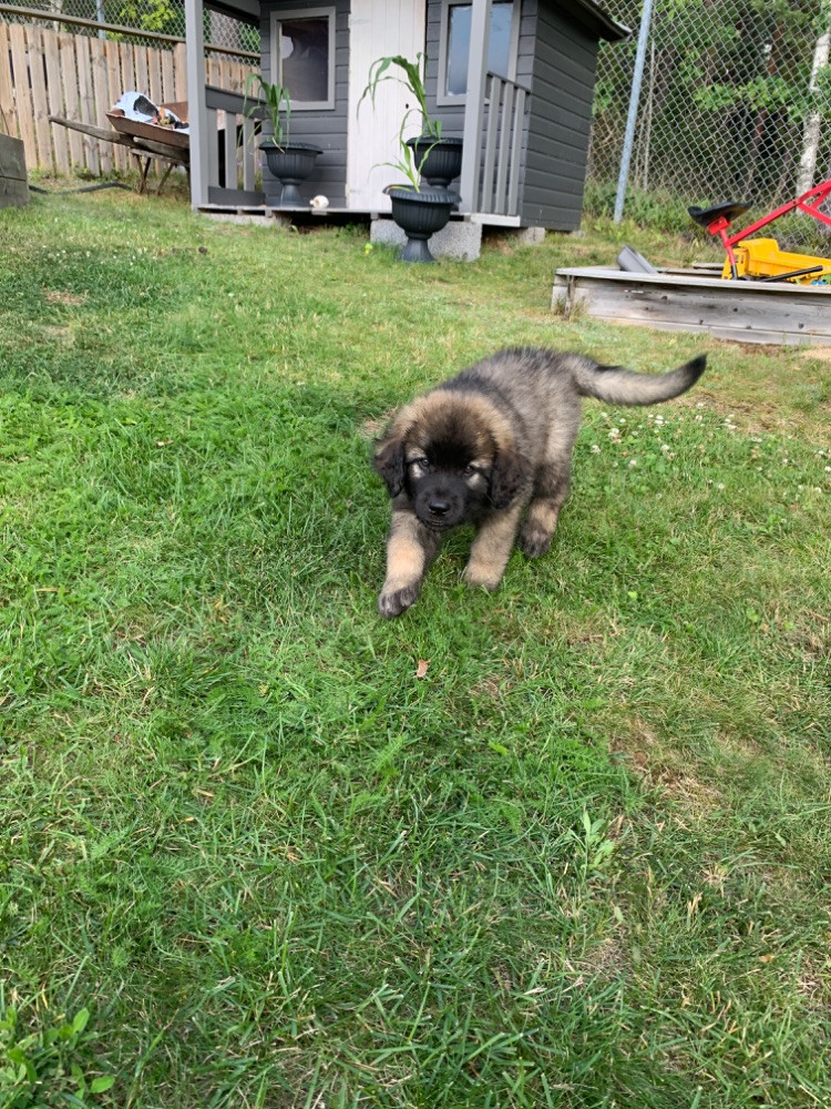 Leonberger