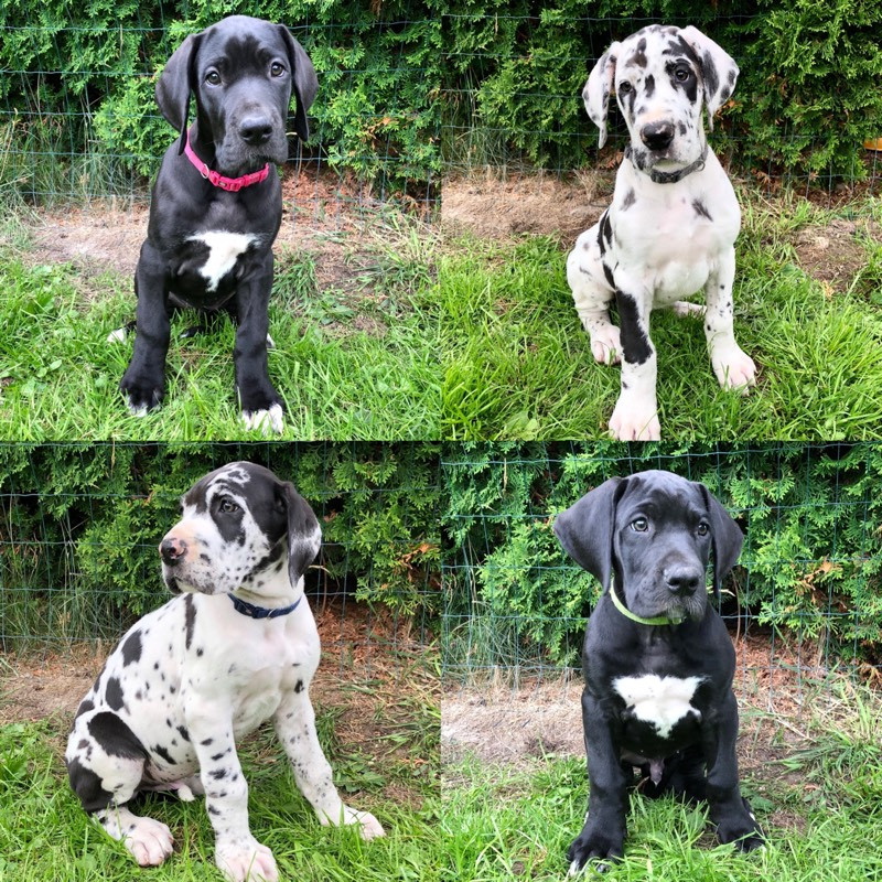 Devilicious