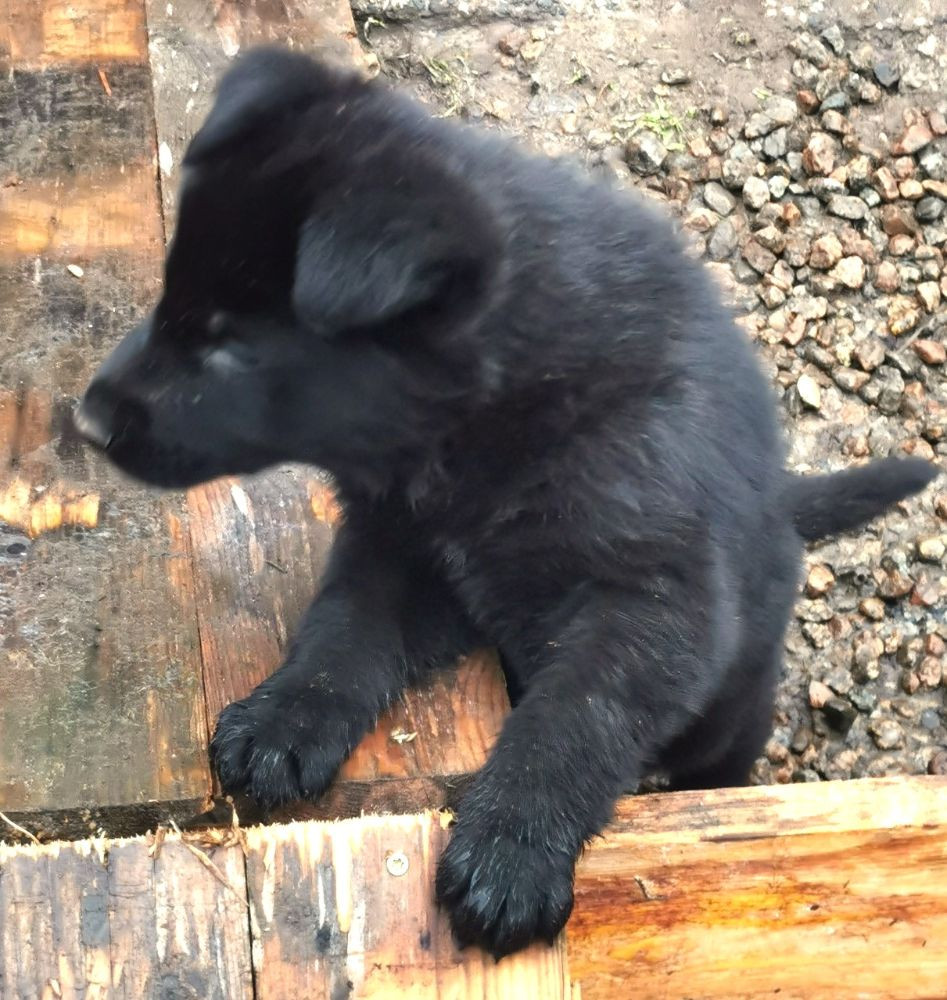 Kennel Snibor Anzi