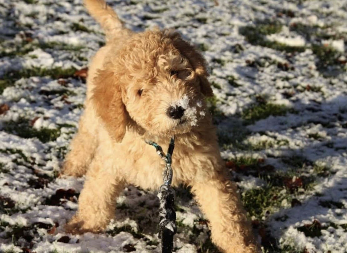 Labradoodle · 2025-09-16 · Vittsjö · Patrik E.