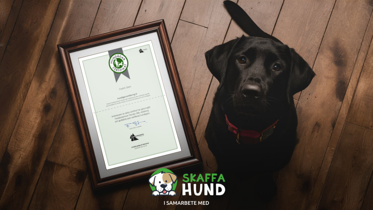Skaffa Hund Begins Collaboration with Fredrik Steen’s Dog Owner Certification