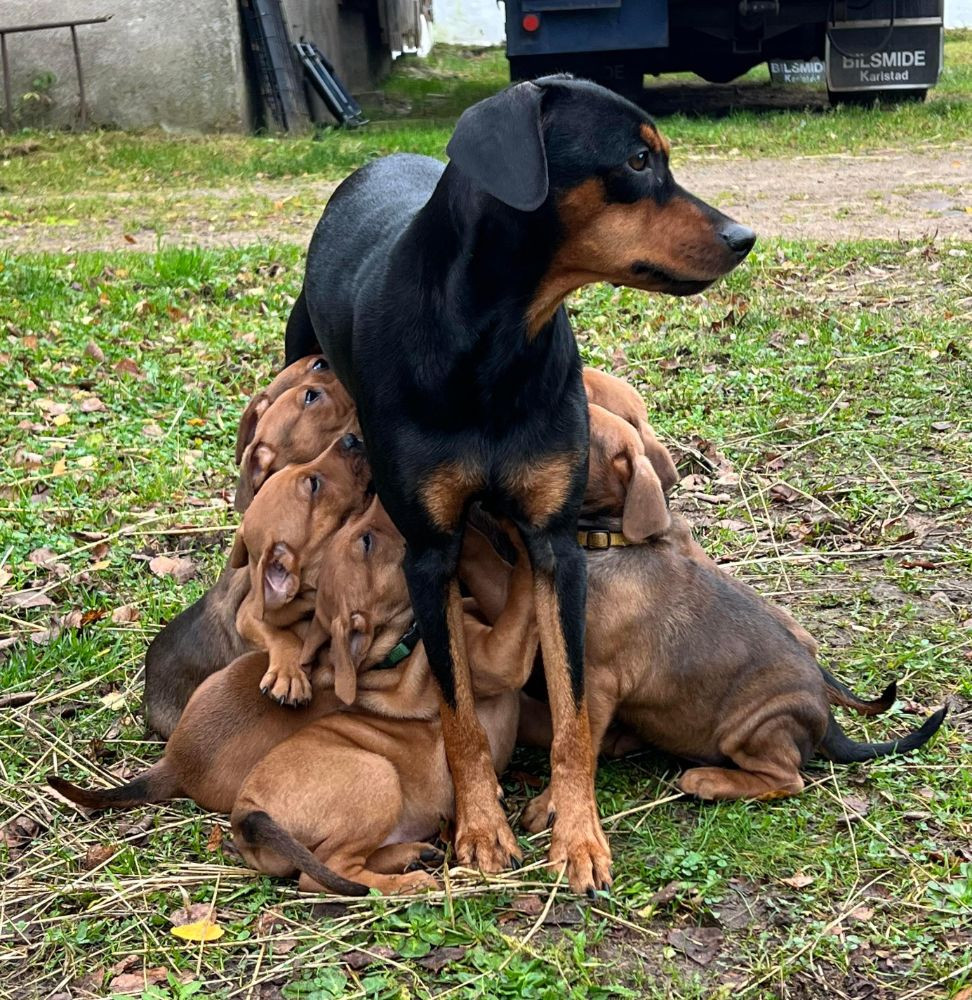 German Pinscher