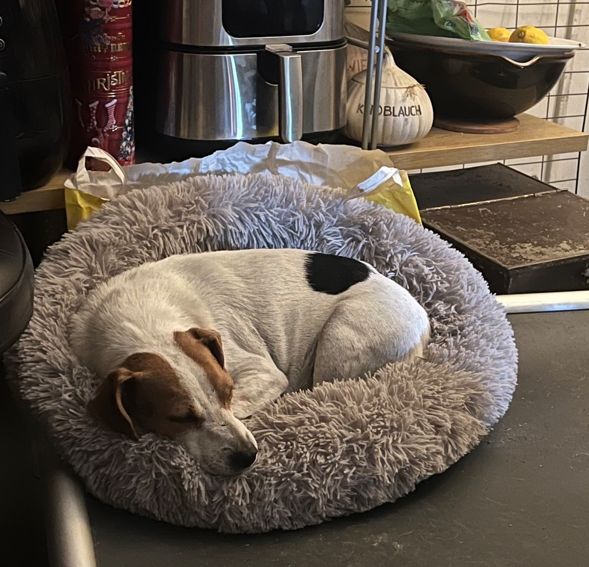 Dansk-svensk gårdhund