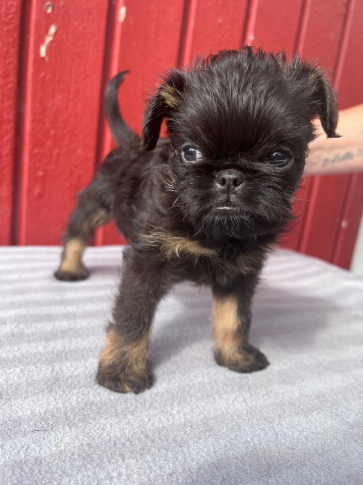 Belgian Griffon
