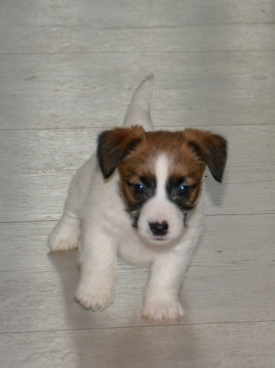 Jack Russell Terrier