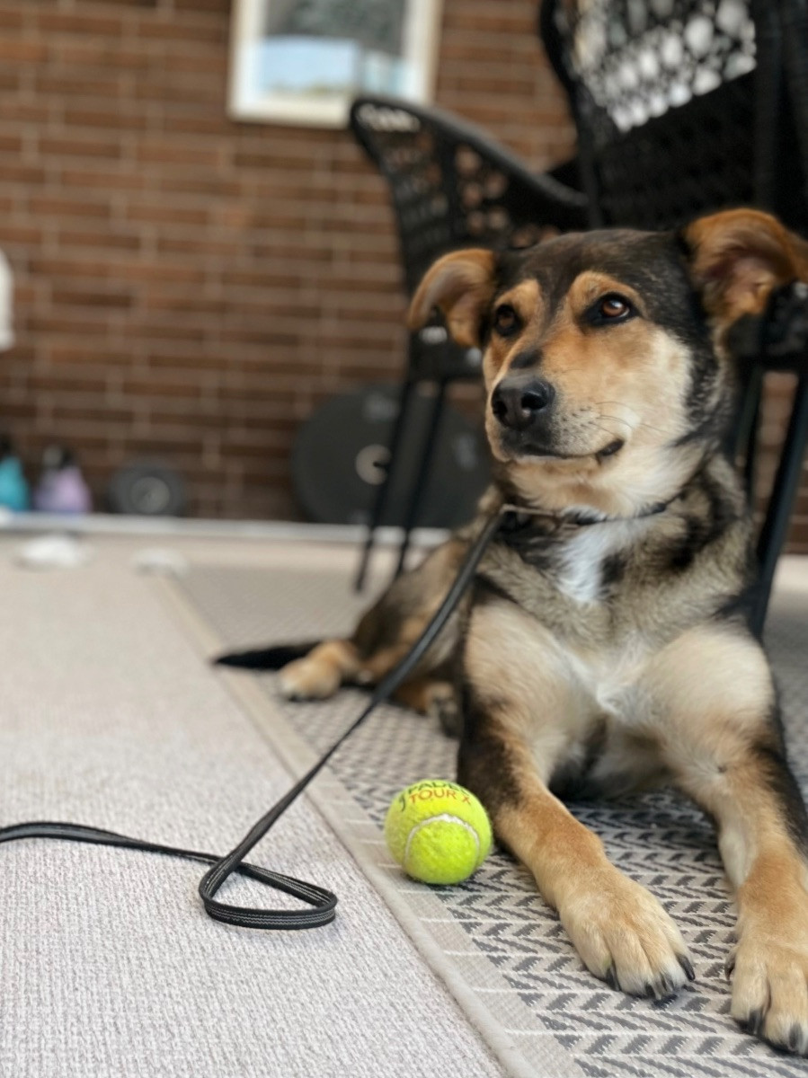 Labrador, vit herdehund · 2020-08-31 · Rönninge · Malin D.