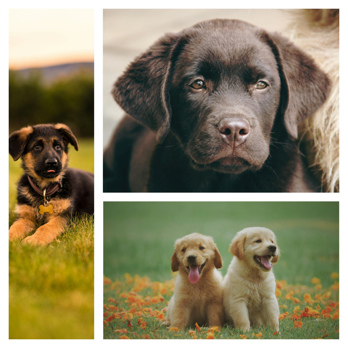 Sweden’s Most Popular Dog Breeds 2024