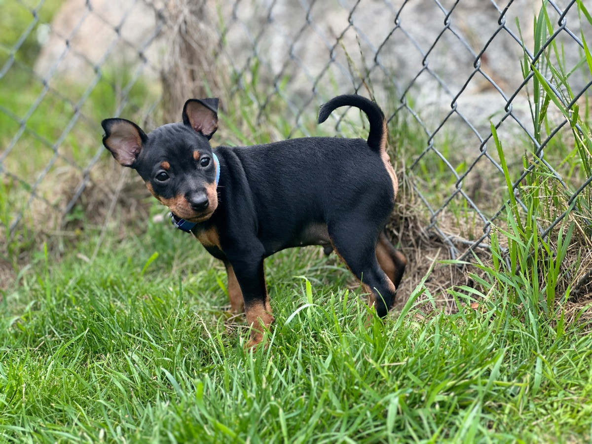 Anjediamond`s Kennel