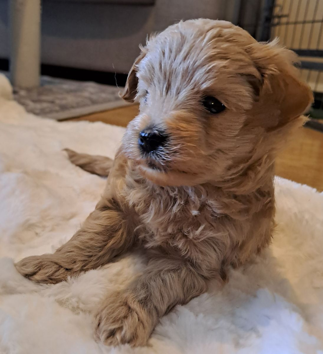 Maltipoo