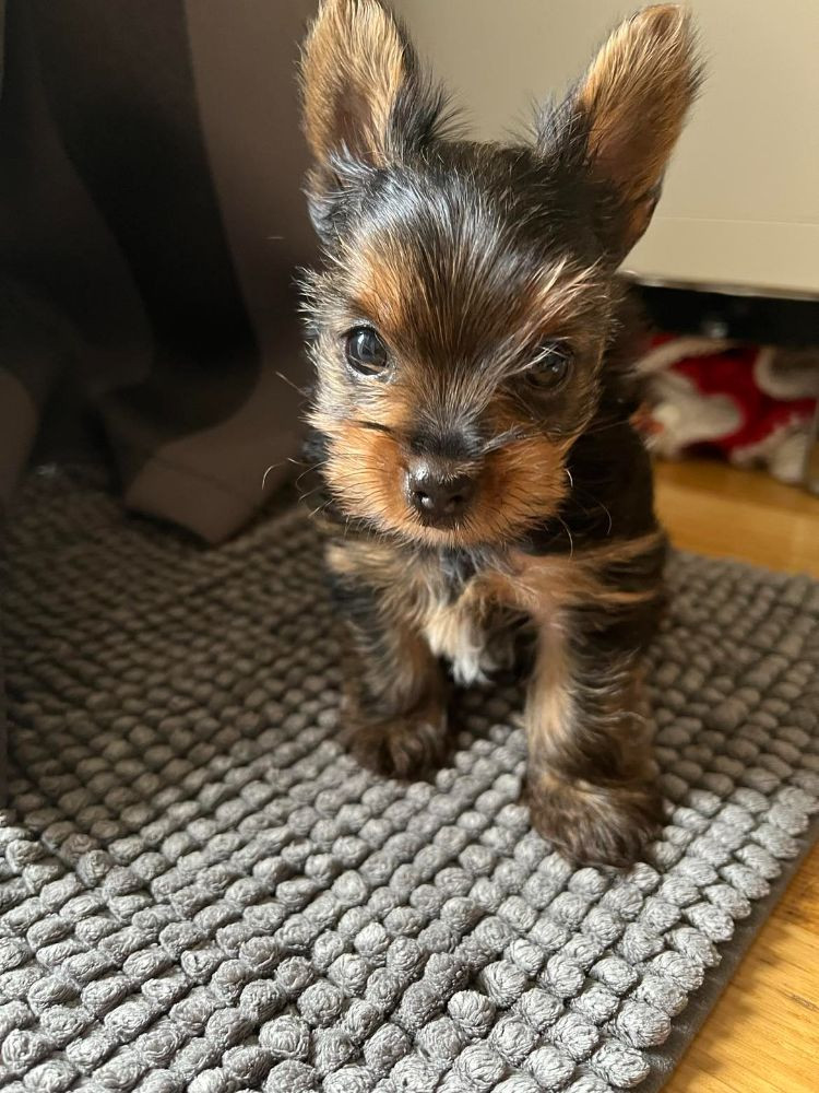 Yorkshireterrier
