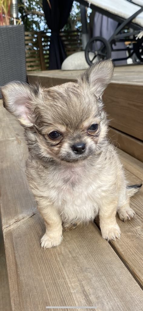 Chihuahua
