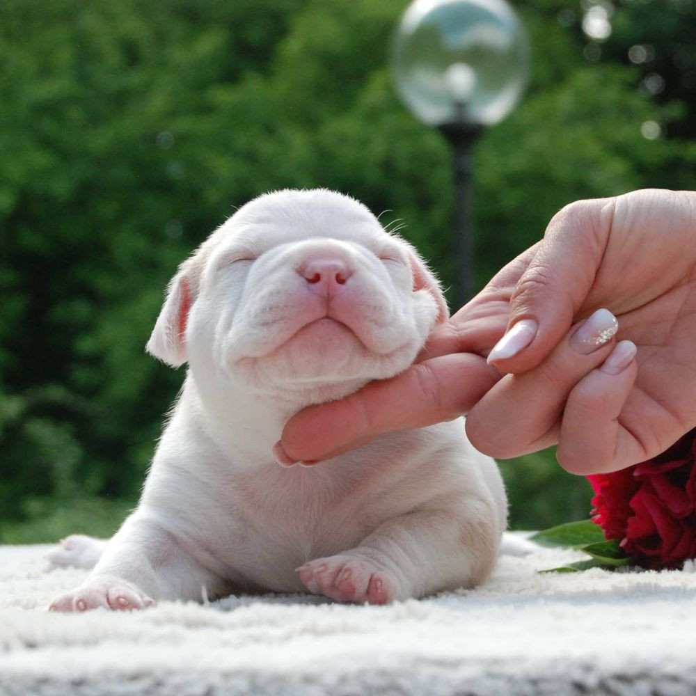 Redhouse Bully