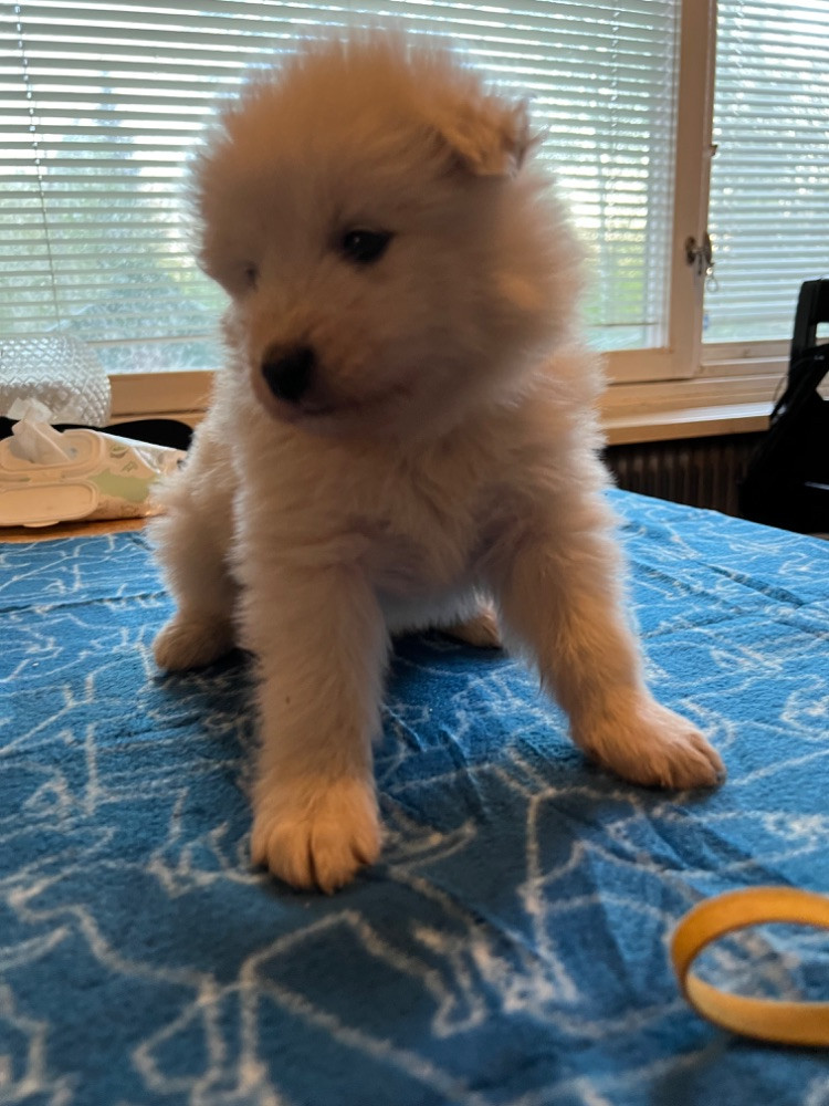 Samoyed