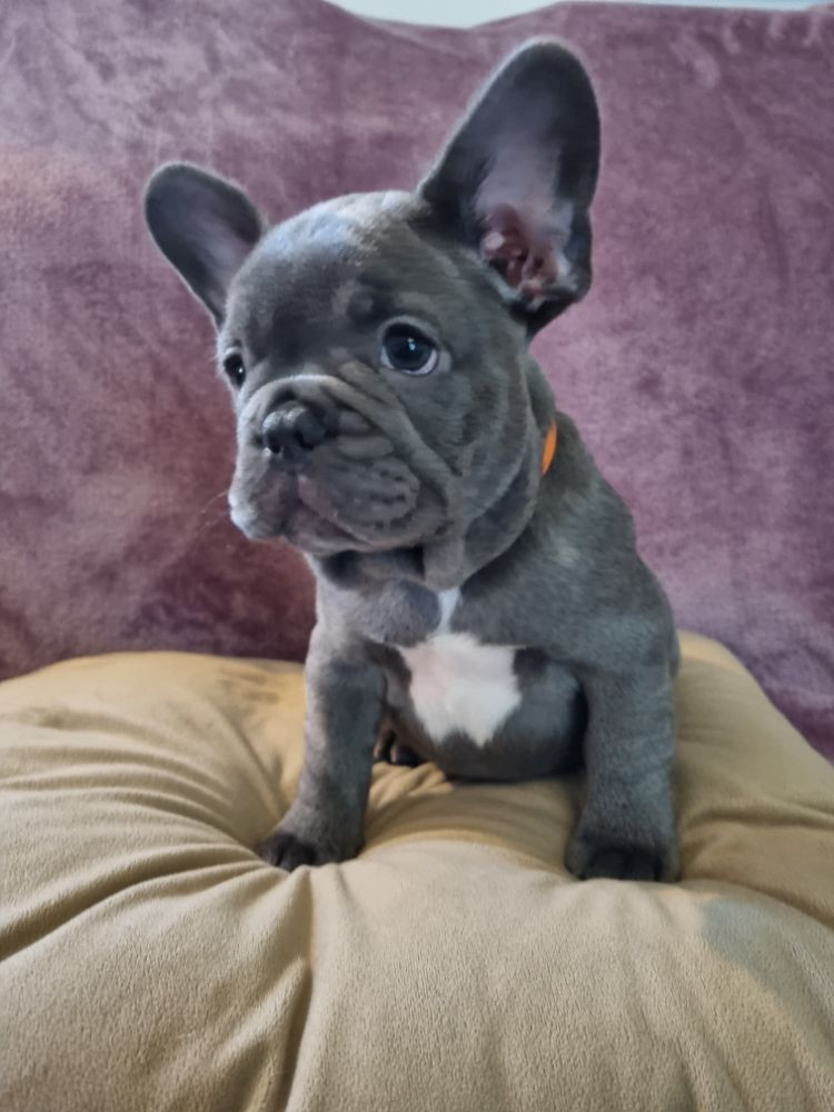 French Bulldog