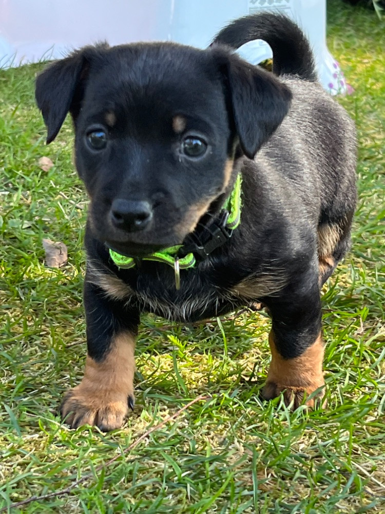 Lancashire Heeler