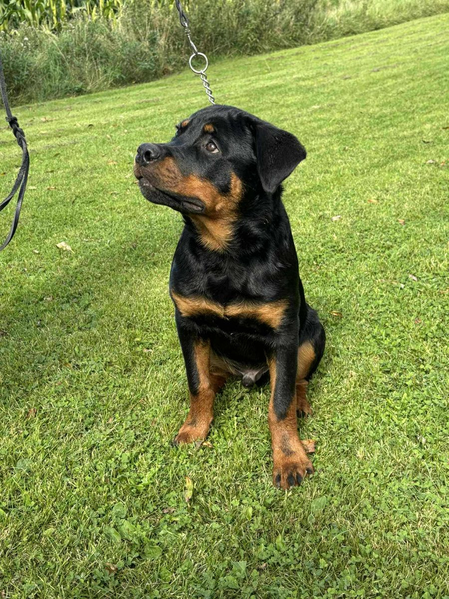 Rottweiler
