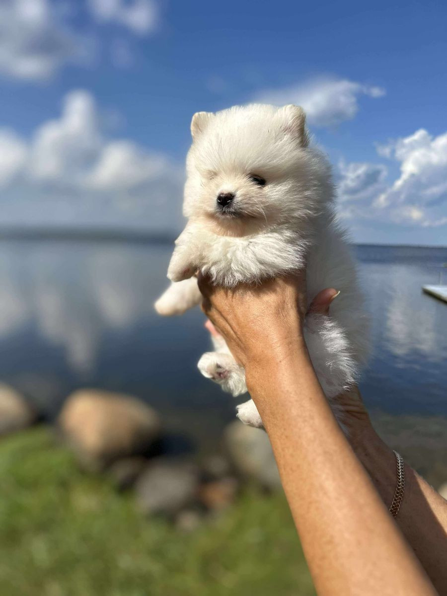 Ryhänens Popping Paw