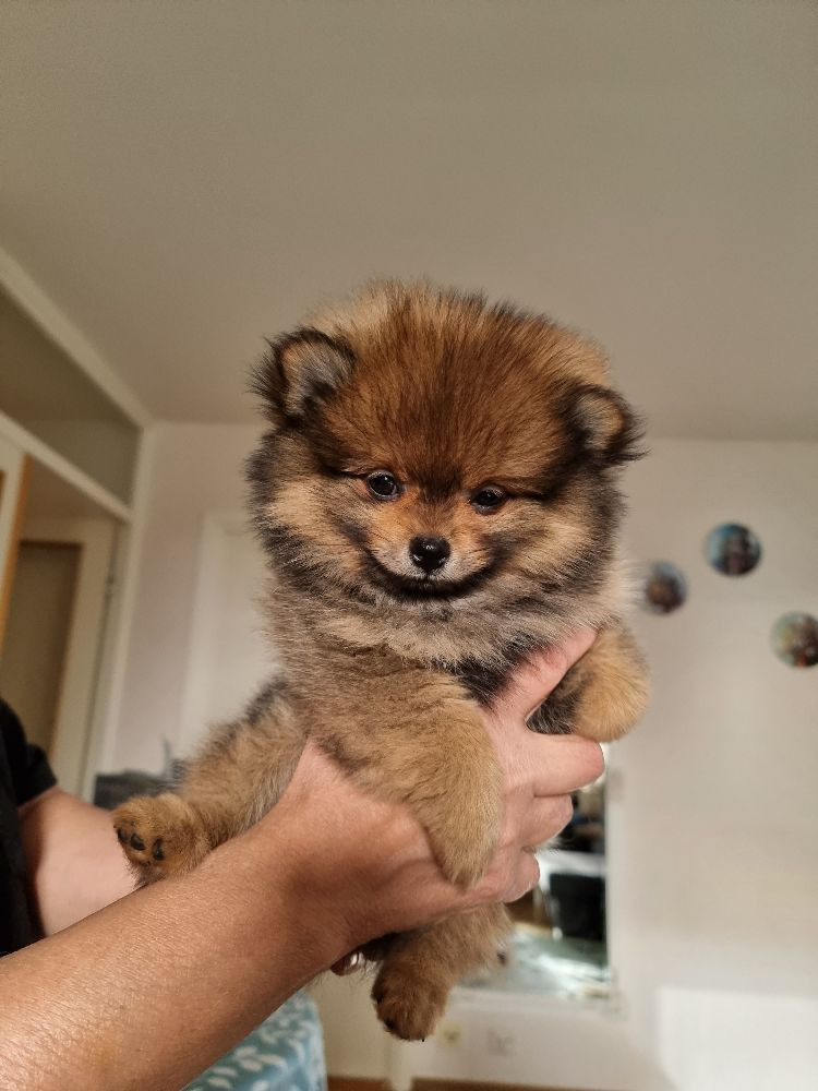 Fluffy Soul's