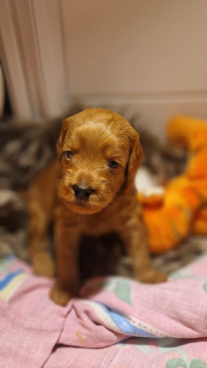 Lyckornaslabradoodle