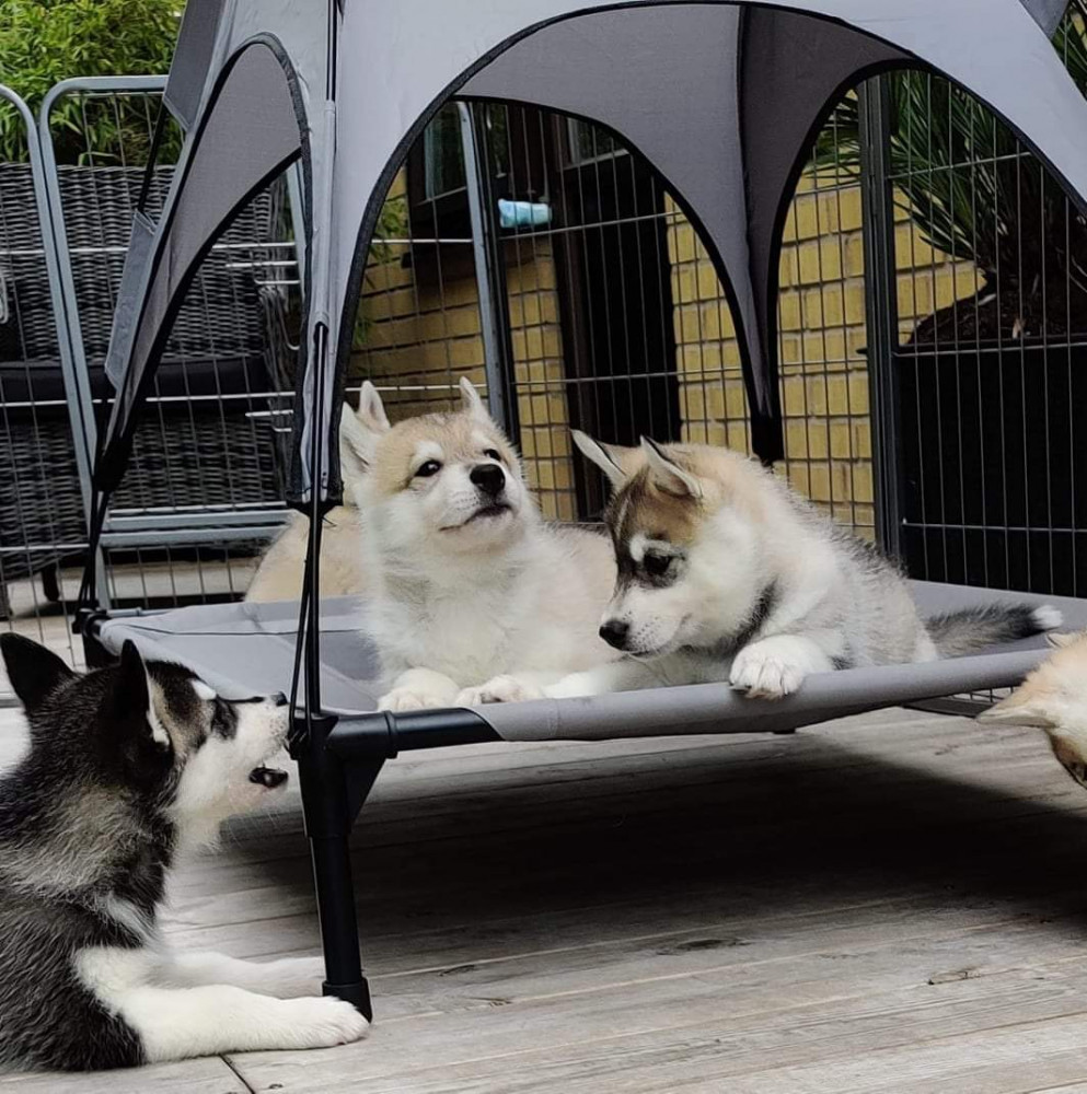 Magical Spirit's kennel