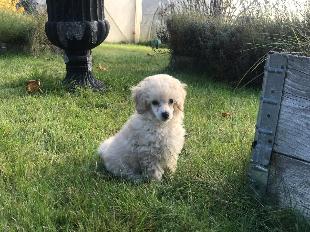 Russelltorpet