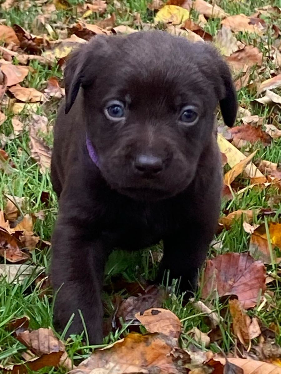 Labrador shabrador